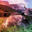 Az okos tehén, amely megtanult eszközöket használni