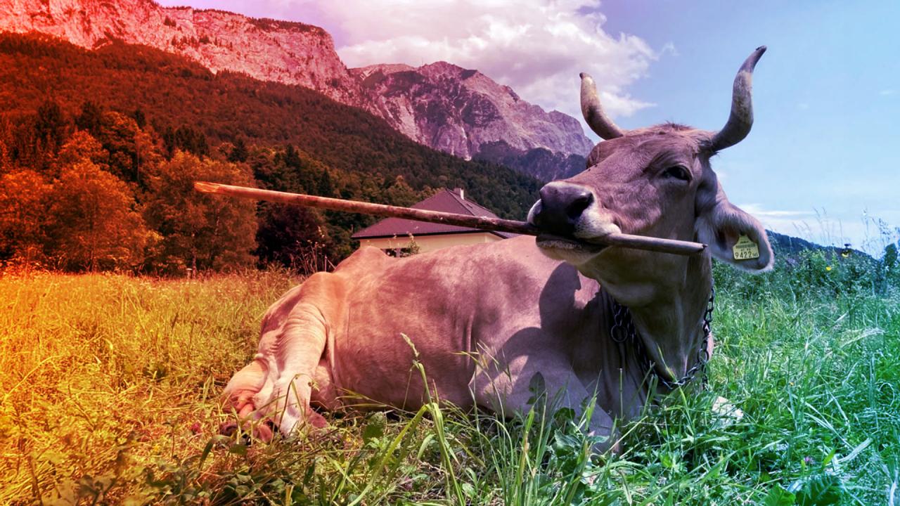 Az okos tehén, amely megtanult eszközöket használni