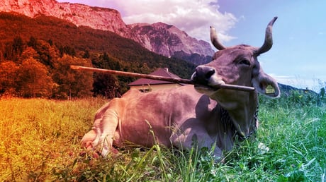 Az okos tehén, amely megtanult eszközöket használni