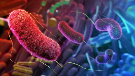 Az öregedő bélbaktériumok rombolják a memóriát – egerekben bizonyított