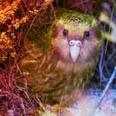 Az óriáspapagájok bébiboomja: bogyóünnep Új-Zélandon