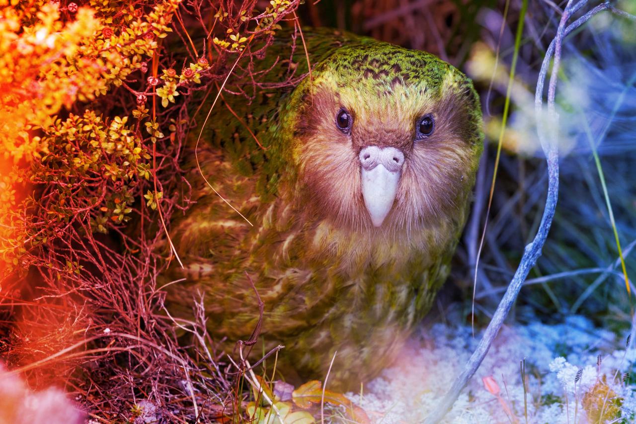 Az óriáspapagájok bébiboomja: bogyóünnep Új-Zélandon