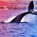 A bitcoinbálnák bevásárolnak, a shortosok pedig megfizetik az árát