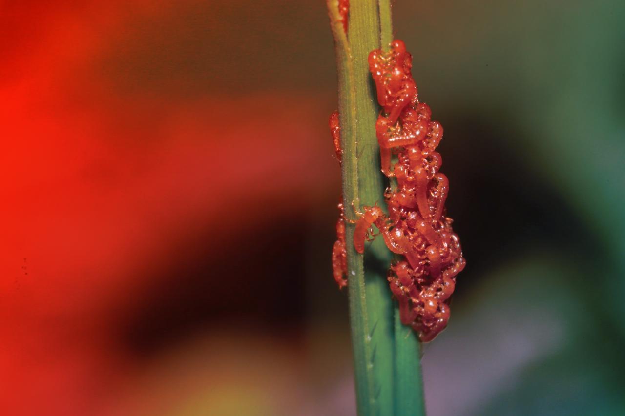 A bogárlárvák álvirágillatú csapdája