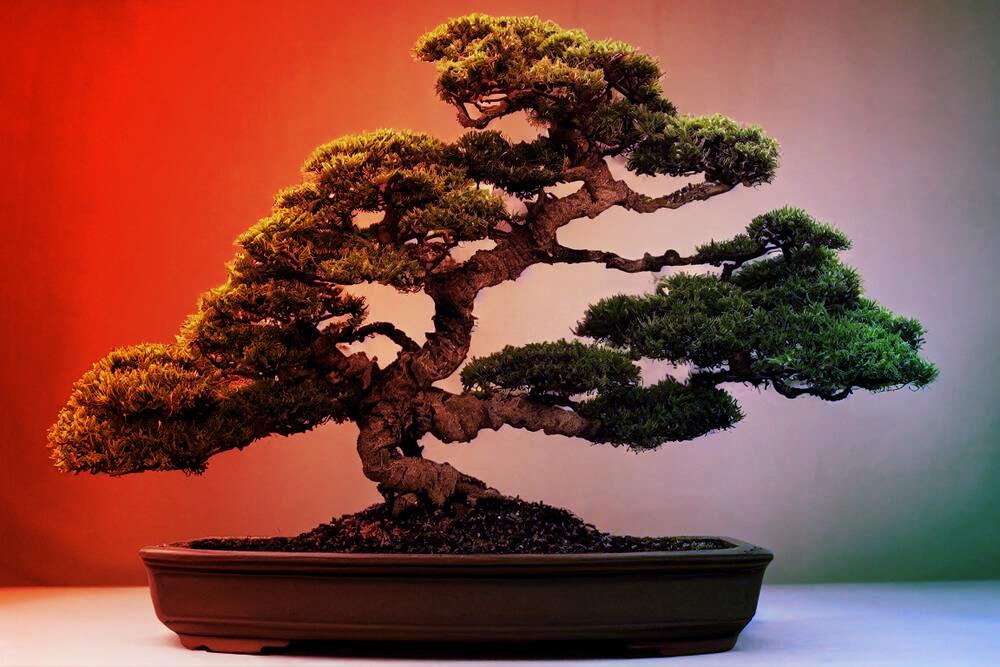 A Bonsai 1 bites modellje kiszabadíthatja az MI-t a felhő fogságából
