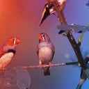 A dalosmadarak veszedelmes titka: így írják át az agyunkat