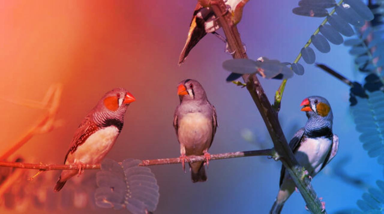 A dalosmadarak veszedelmes titka: így írják át az agyunkat