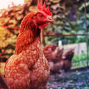 A hátborzongató igazság a fej nélküli csirkékről: meddig élnek?