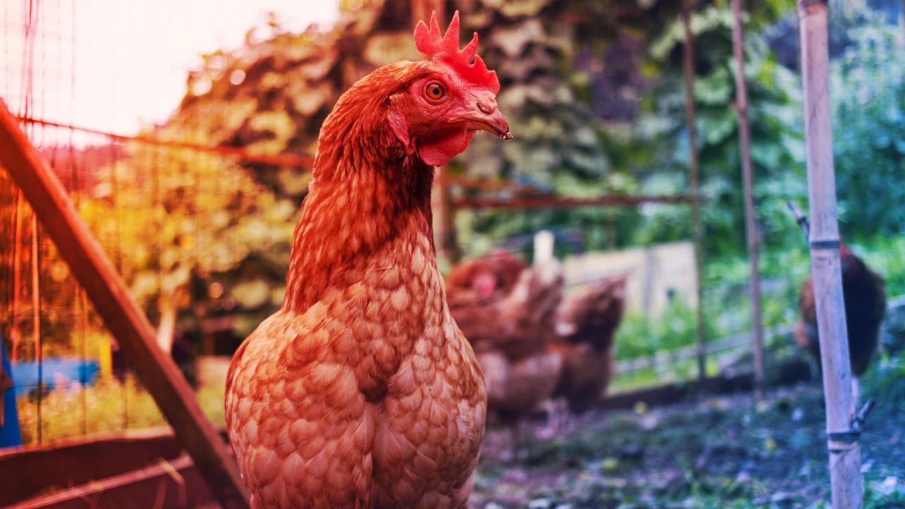 A hátborzongató igazság a fej nélküli csirkékről: meddig élnek?