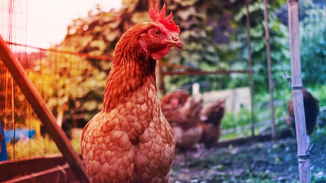 A hátborzongató igazság a fej nélküli csirkékről: meddig élnek?