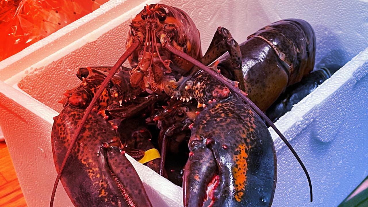 A homár tényleg érez fájdalmat – friss kutatás igazolja