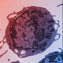 A hosszú élet titka: a rettegett „halálfehérje” nyomában