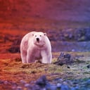 A jegesmedvék utolsó esélye az Északi-sarkon?