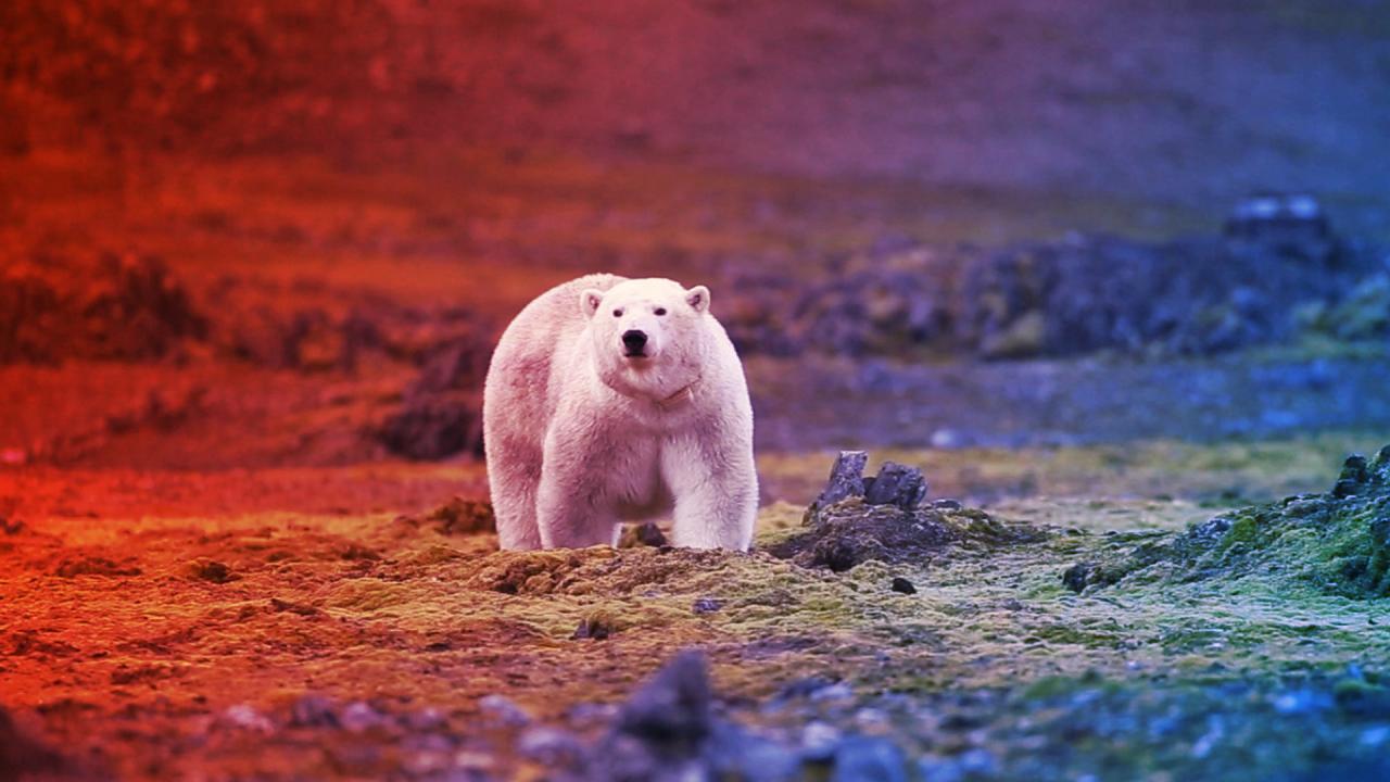 A jegesmedvék utolsó esélye az Északi-sarkon?