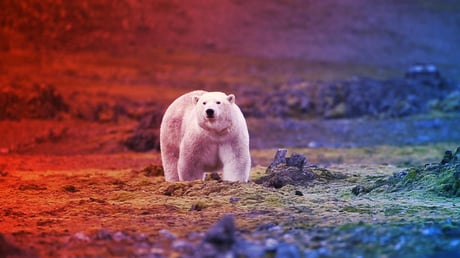 A jegesmedvék utolsó esélye az Északi-sarkon?