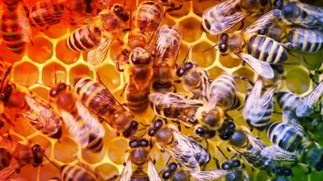 A kaliforniai túlélő méhek új esélyt adnak a beporzóknak