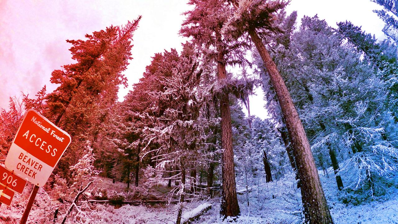 A keleti erdőkért harc: küszöbön a kitermelés?