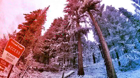 A keleti erdőkért harc: küszöbön a kitermelés?