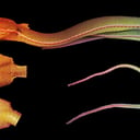 A köd szelleme: új pitvipera-fajt fedeztek fel Kínában