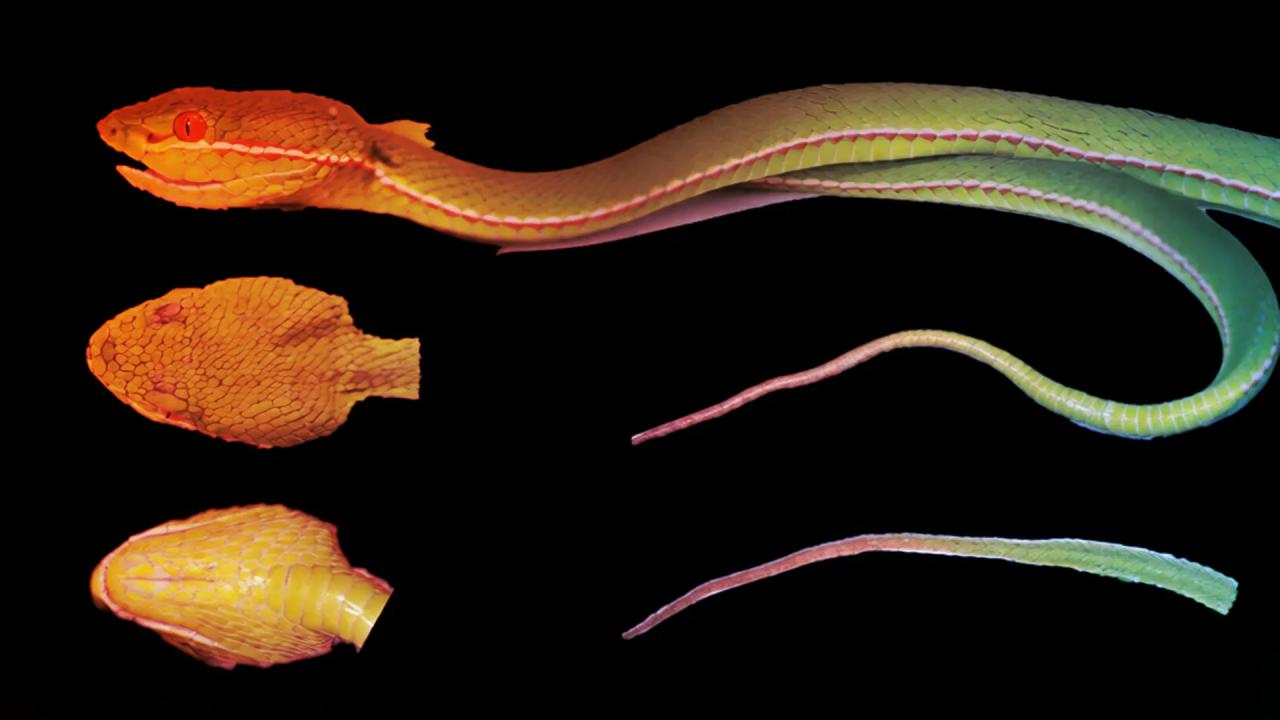 A köd szelleme: új pitvipera-fajt fedeztek fel Kínában