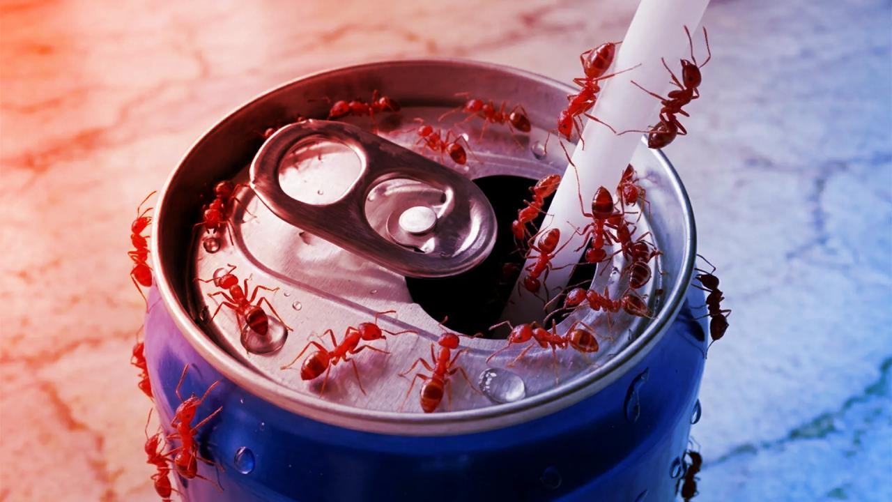 A koffein turbózza a hangyák agyát, átírhatja az irtást