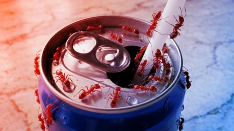 A koffein turbózza a hangyák agyát, átírhatja az irtást