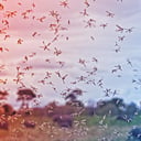 A malária átírta történelmünket: nem véletlenek őseink útvonalai