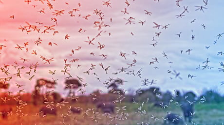 A malária átírta történelmünket: nem véletlenek őseink útvonalai