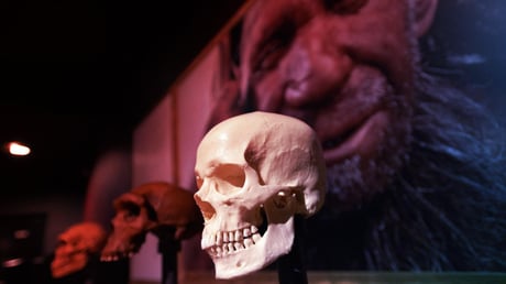 A meglepő magyarázat: nem az agyukon múlt a neandervölgyiek bukása