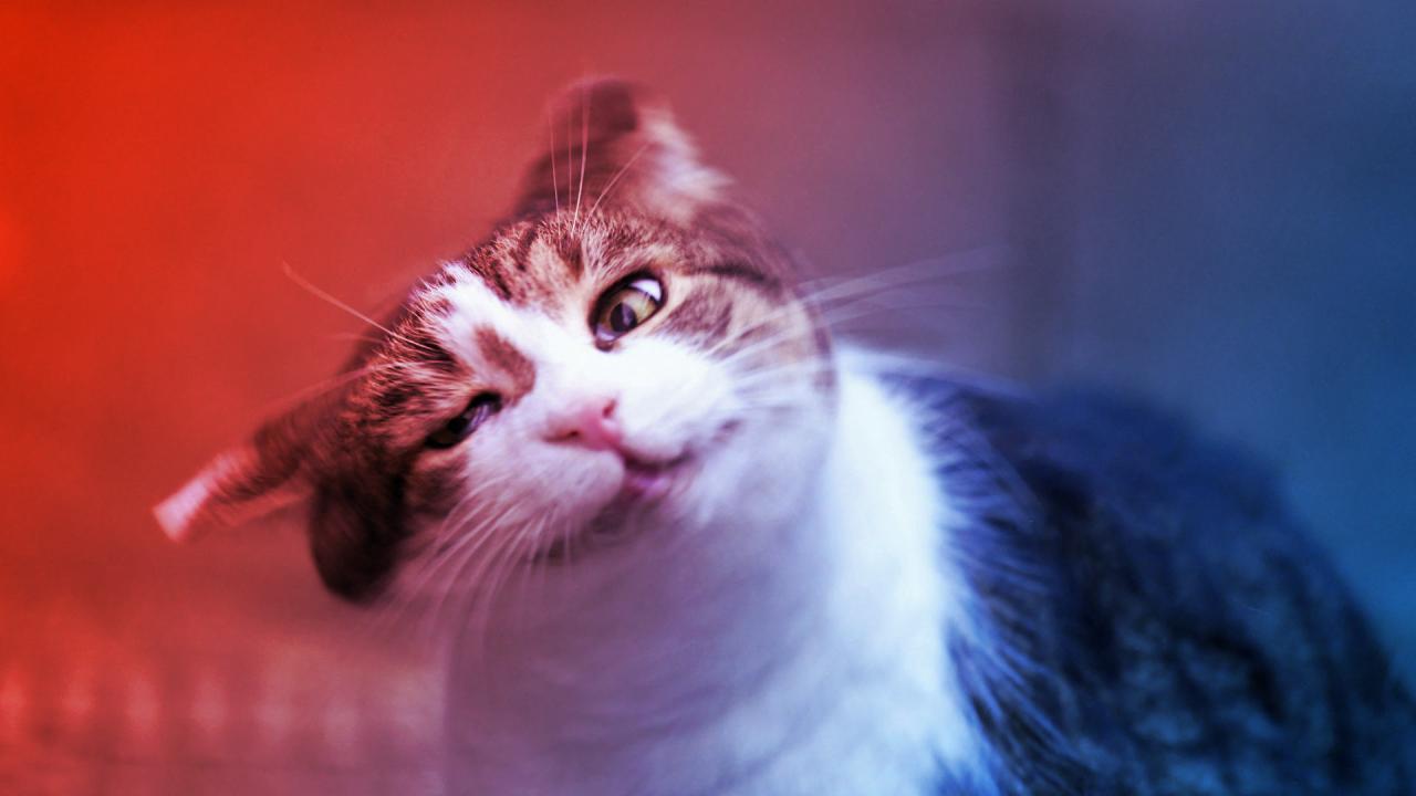 A nagy rejtély: miért rázza a fejét a macska és a kutya?