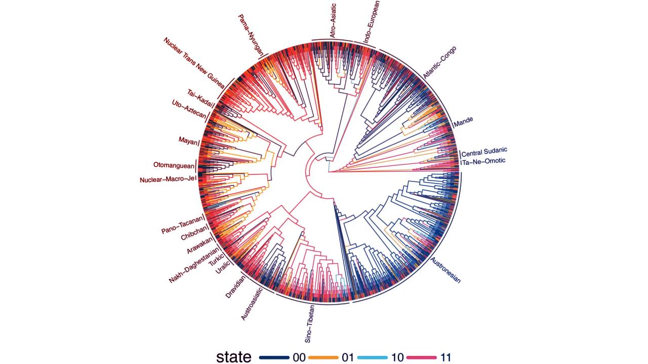 A nyelv rejtett törvényei: meghökkentő mintázatok a világban