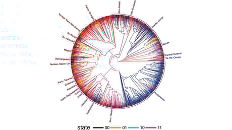 A nyelv rejtett törvényei: meghökkentő mintázatok a világban