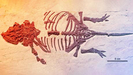 A parányi dinoszauruszkövületek két évtizeden át félrevezették a tudósokat