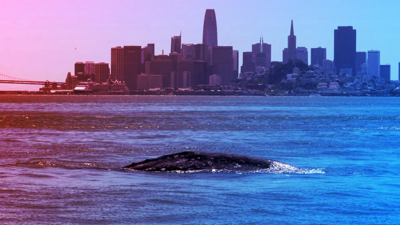 A San Franciscó-i öböl bálnatemető: sorra pusztulnak a szürke bálnák