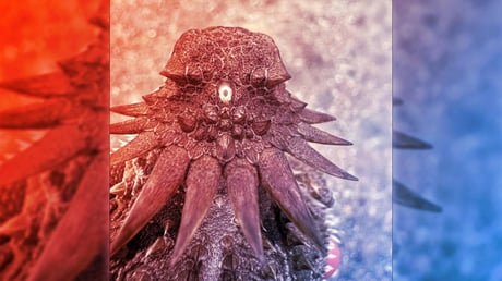 A szemünk hihetetlen eredete egy ősi egyszemű lényig vezet