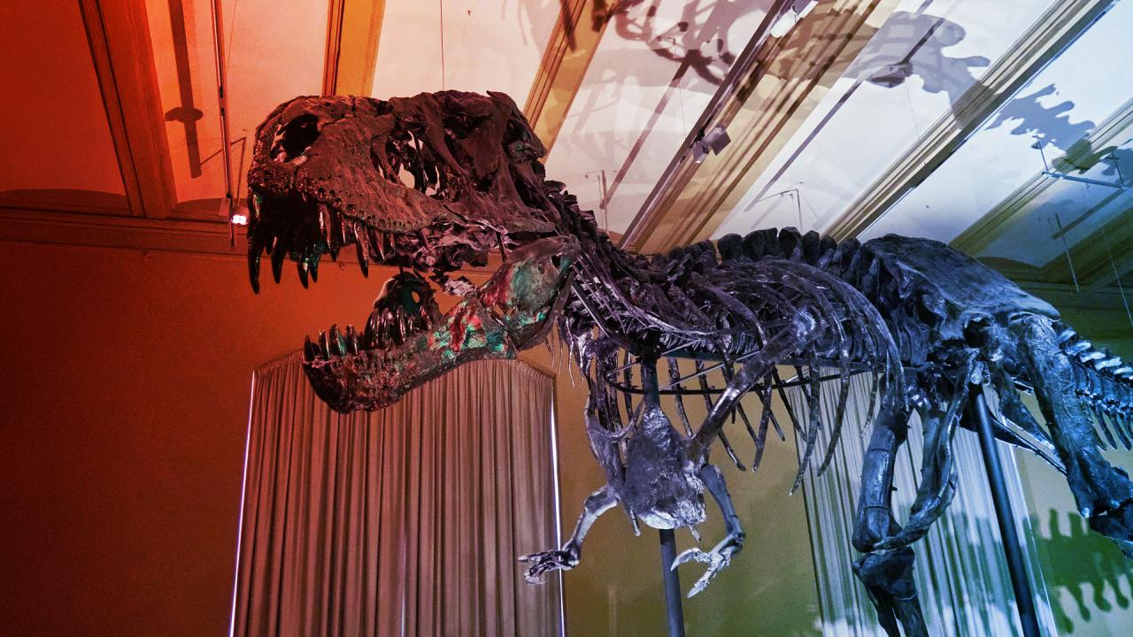 A T. rex megőrződött vérerei átírják a dinoszaurusz-kutatást