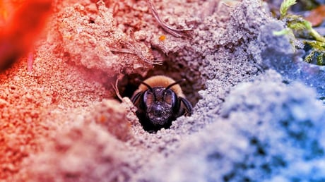 A temető alatt zümmög 5,6 millió méh