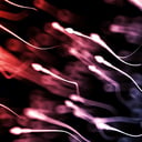 A termékeny sperma kulcsa: nyáron a legjobb a minőség