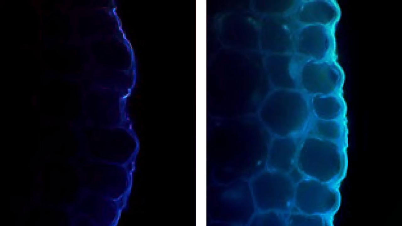 A túl erős fény visszavetheti a növények fejlődését