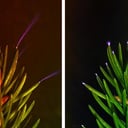 A viharfény rejtélye: fák, melyektől felizzik a levegő