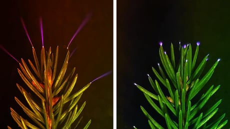 A viharfény rejtélye: fák, melyektől felizzik a levegő