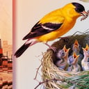 A zaj észrevétlenül rombol – képesek vagyunk csendet teremteni?