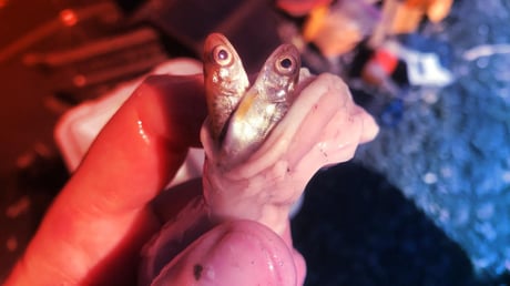 Az alaszkai lazac vesztét hozhatják az invazív csukák