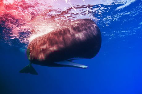 Az ámbráscetek kódja: mi köti össze őket az emberi nyelvvel?