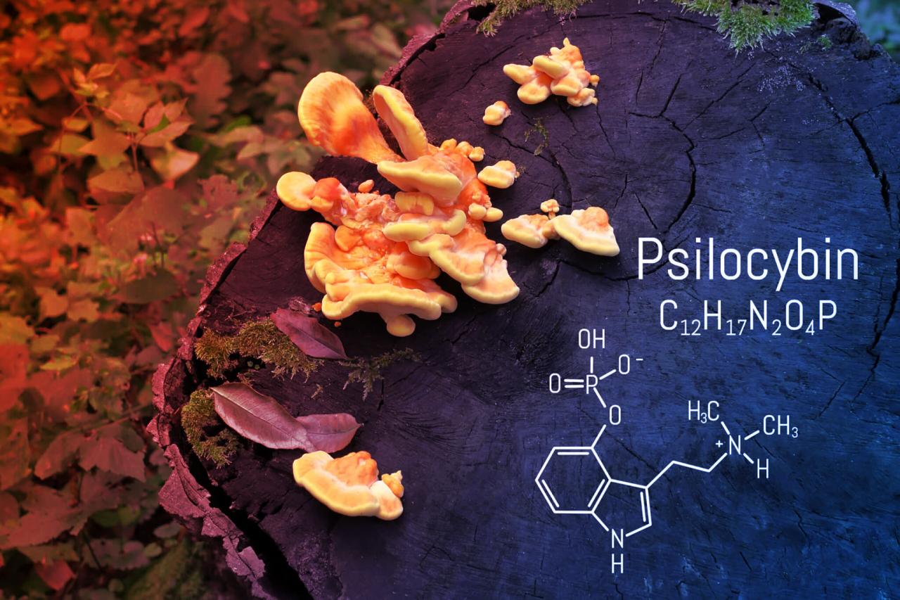 Az amerikaiak titkos gombaláza: depresszió, remény és varázsgombák
