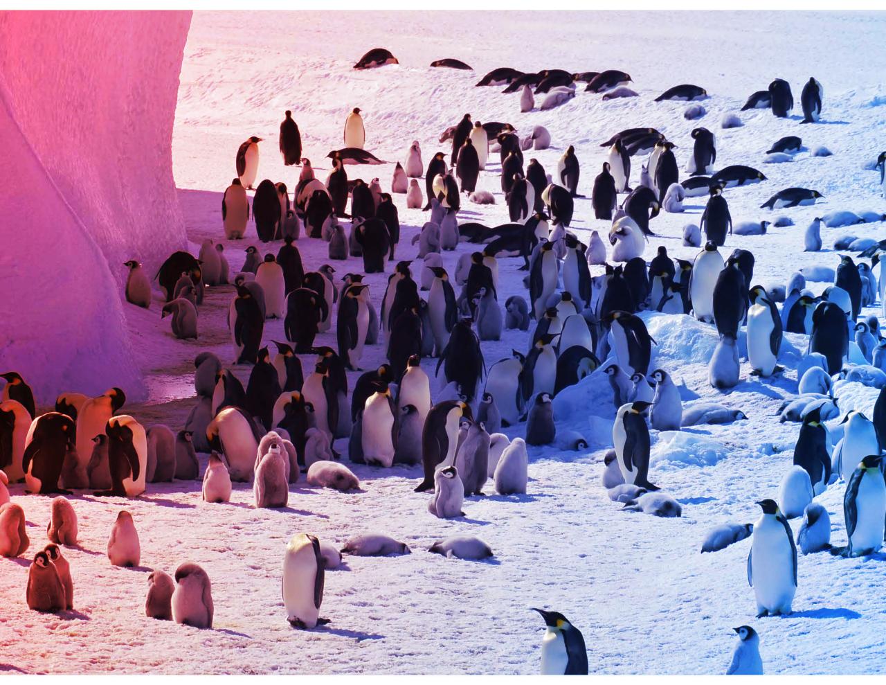 Az Antarktisz bajban: már a császárpingvin is veszélyeztetett