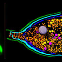 Az antibiotikum-rezisztencia robban: szétpukkanó baktériumok szórják a géneket