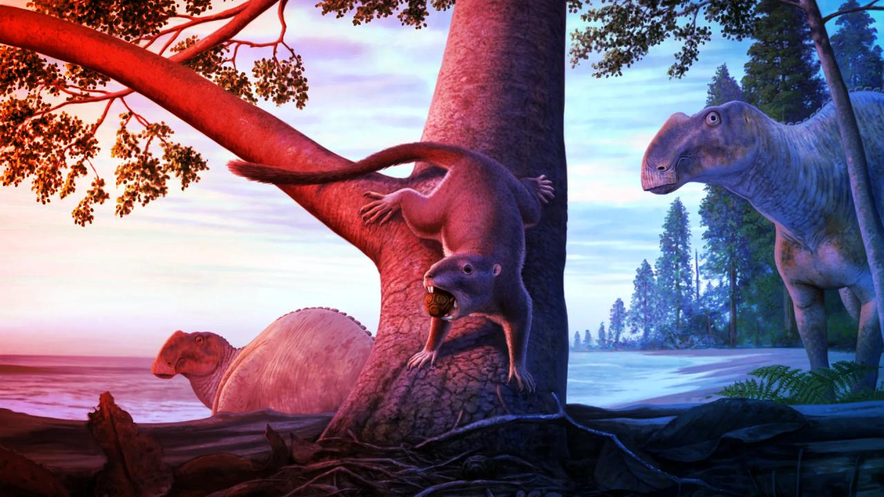 Az apró emlős, amely túlélte a dínóvészt – ma ő az úr