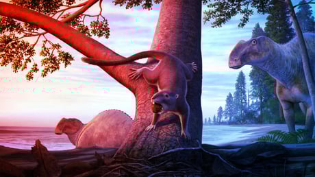 Az apró emlős, amely túlélte a dínóvészt – ma ő az úr