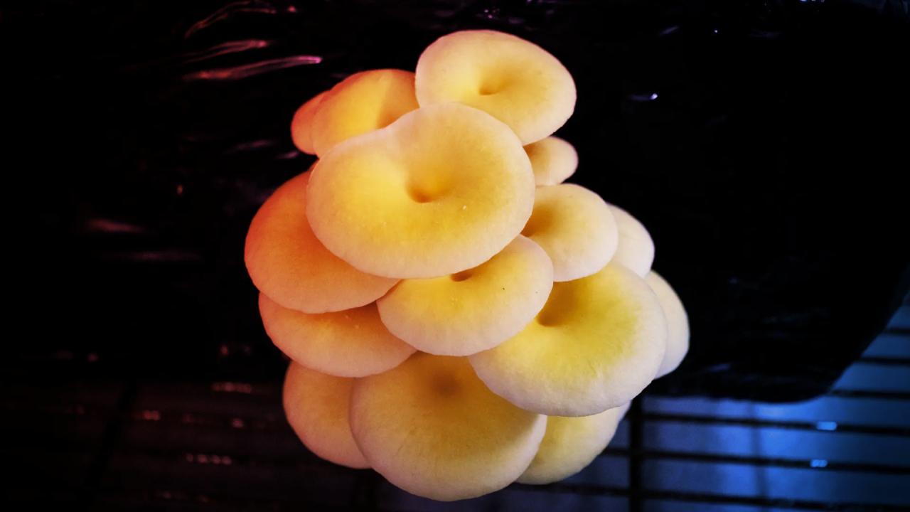 Az arany laskagomba inváziója veszélybe sodorja Florida erdeit